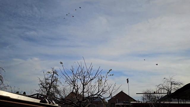 Хорошая коробка для голубей на 2 км смотреть онлайн