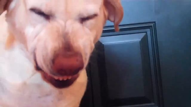 Лабрадор зла смотреть онлайн