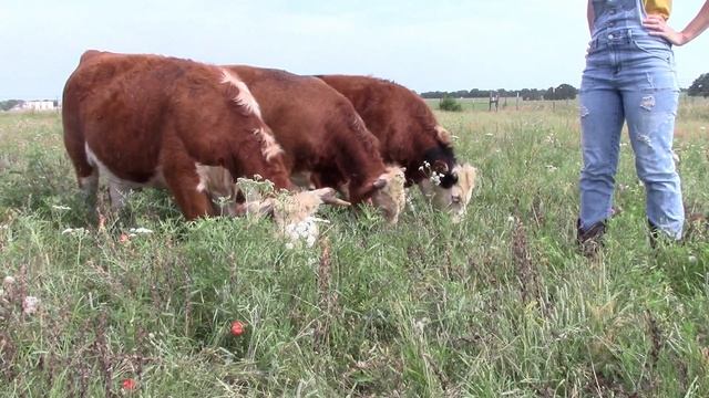 Top 5 reasons you should get Mini Cows! смотреть онлайн
