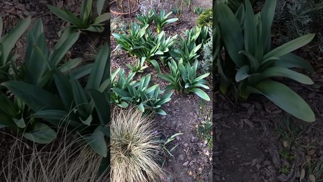 УТРО В ЮЖНОМ САДУ. 28 МАРТА АЛЛИУМЫ РАСТУТ НЕ ПО ДНЯМ, А ПО ЧАСАМ. #сад #цветы #цветники #клумбы смотреть онлайн