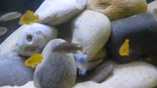 Mbuna - Labidochromis Mbamba, pseudotropheus flavus, metriaclima membe deep смотреть онлайн