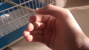 Как приручить волнистого попугая к рукам?