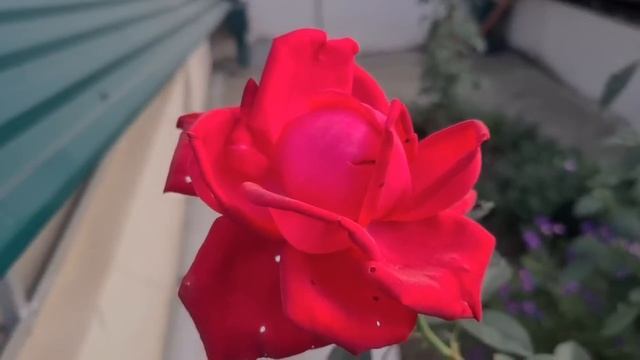 ЕЙСКСтроим деревянный курятник, что - почём? Нас 27000