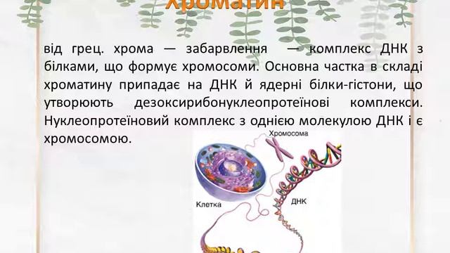 Каріотип людини смотреть онлайн