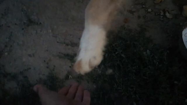 Собаке 15 лет и она хочет играться и любит жить смотреть онлайн