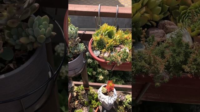 ГОРШЕЧНЫЙ САДИК ИЗ СУККУЛЕНТОВ #flowers #цветы #сад смотреть онлайн