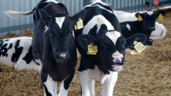 Let's Learn About Cows! preschool learning videos for kids | cow video for kids | cow sounds