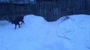 Почему собаки не летают