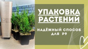 Упаковка растений для отправки в СДЭК.Как упаковать контейнер Р9