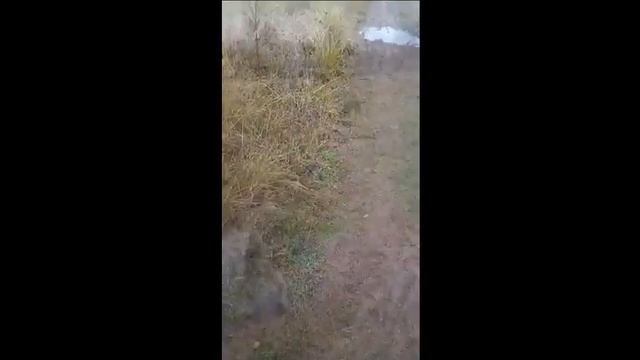 Собаки могут оказаться на улице( смотреть онлайн
