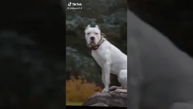 эстетика аргентинский дог смотреть онлайн