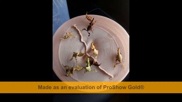 Phyllocrania paradoxa смотреть онлайн