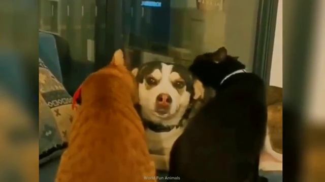 смешные моменты часть 2 🤭🤭🐱🐶 смотреть онлайн