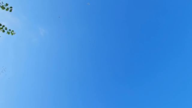 Такие голуби живут совсем мало смотреть онлайн