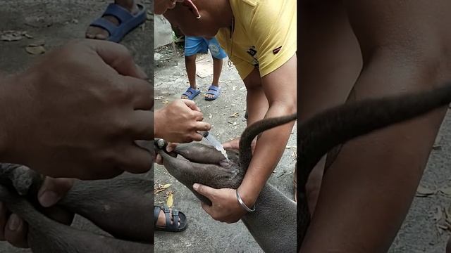 Artificial Insemination смотреть онлайн