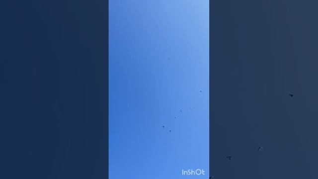 Моздокский сизый игра смотреть онлайн