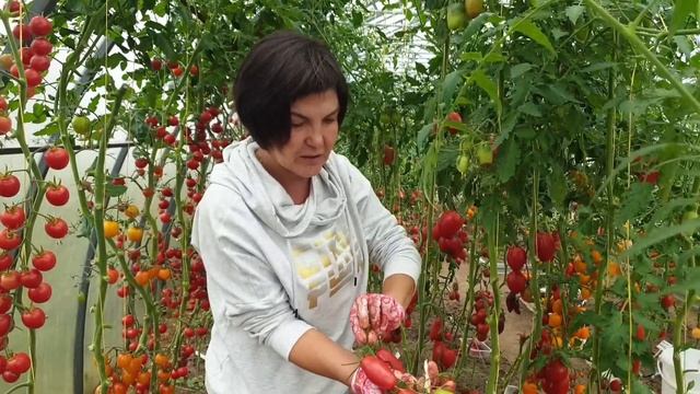 Обзор томатов в теплицах (часть 8). Сезон 2023. Лучшие высокорослые сорта томатов для консервации. смотреть онлайн