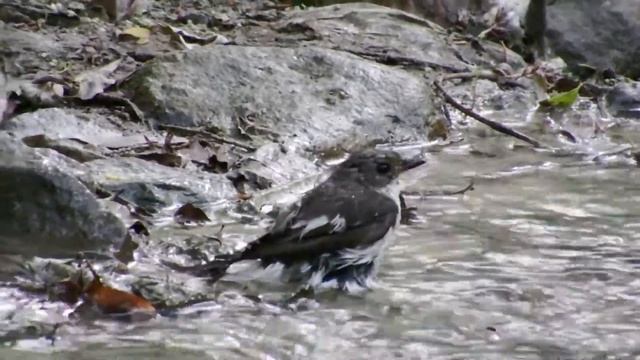 Мухоловка пеструшка и славка черноголовая купаются в ручье смотреть онлайн