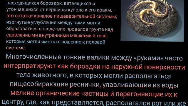 интересно -трибрахидиум, растение времён протерозойской эры. биология. #древние #растения #биология смотреть онлайн