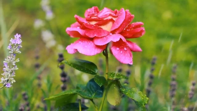 Невестка придумала как отомстить мужу и свекрови... смотреть онлайн