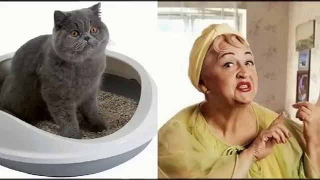 ОПТИМИСТИЧЕСКИЕ  РАССКАЗЫ❤️ОДЕССКИЙ ДВОРИК❤️СДАЛ АНАЛИЗЫ КОТА ВМЕСТО СВОИХ❤️НЕДУГ@TEFI РАССКАЗЫ