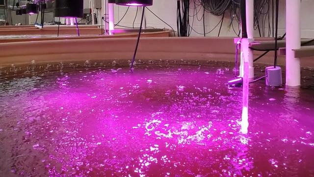 UMCES Horn Point Laboratory Oyster Hatchery Tour