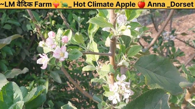 🍎 Apple Hot Climate Anna Dorset Golden Fruit Setting 24 March 2024 #apple #farming смотреть онлайн