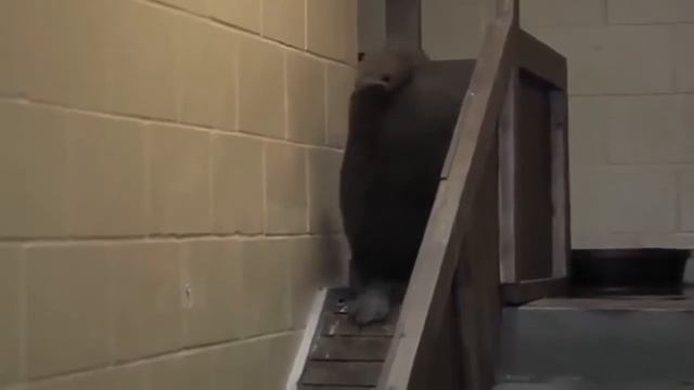 #124 Подборка видео с животными / #124 Best animals video compilation смотреть онлайн