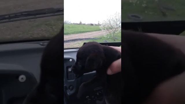 Мотороллер Муравей тянет Газель (первое Сонино ДТП) смотреть онлайн