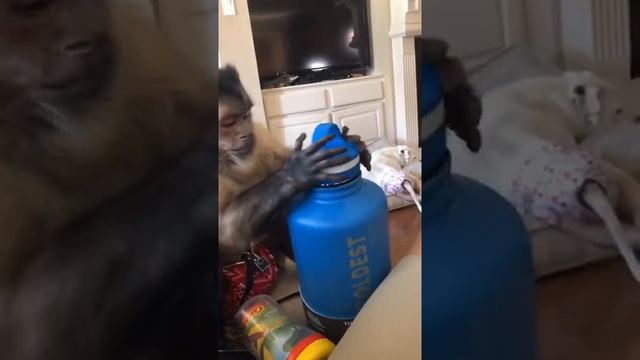 Funny monkey 2021 Part 82 | Monkey Nastya смотреть онлайн