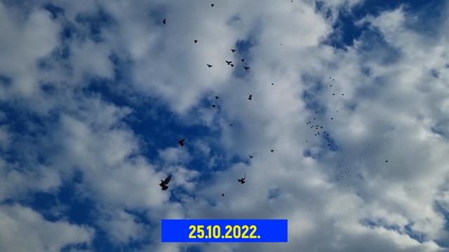 Голуби калейдоскоп 23 - 22 год смотреть онлайн