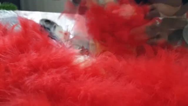 Federkugel Шар из перьев, смотреть онлайн