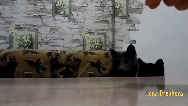 Funny cats compilation №1 = Смешные кошки сборник смотреть онлайн