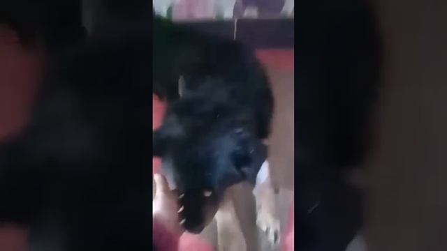 Малыш в клинике, нервная чумка (2) смотреть онлайн