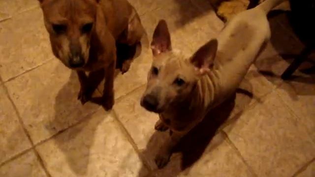 Тайский риджбек. Умные собаки, ждут ужин смотреть онлайн