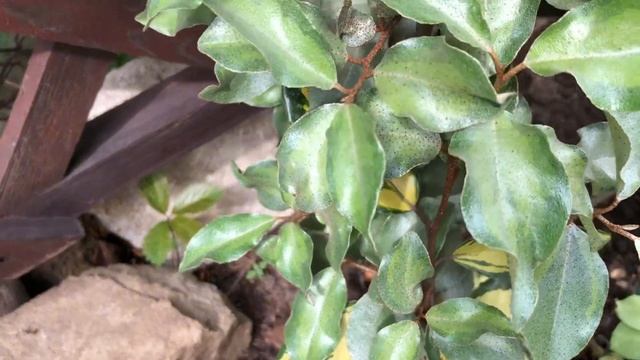 НОВЫЕ РАСТЕНИЯ В САДУ. РУКИ ЗАГРЕБУЩИЕ смотреть онлайн