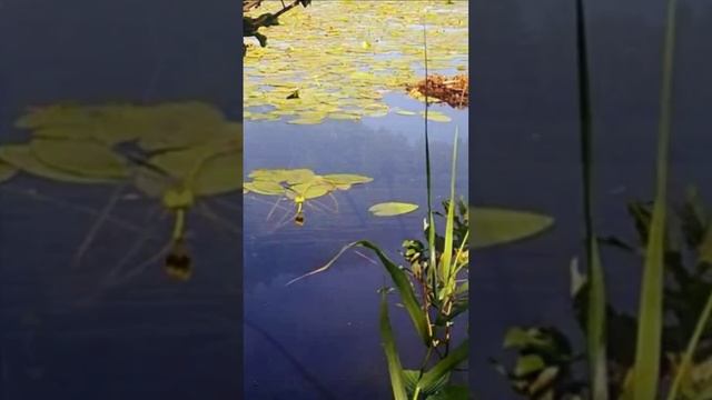 У нас на озере. Дмитрий Шлапак смотреть онлайн