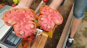 Обзор томатов в теплицах (часть 6). Сезон 2023. Крупноплодные сорта. Взвешиваем и разрезаем!