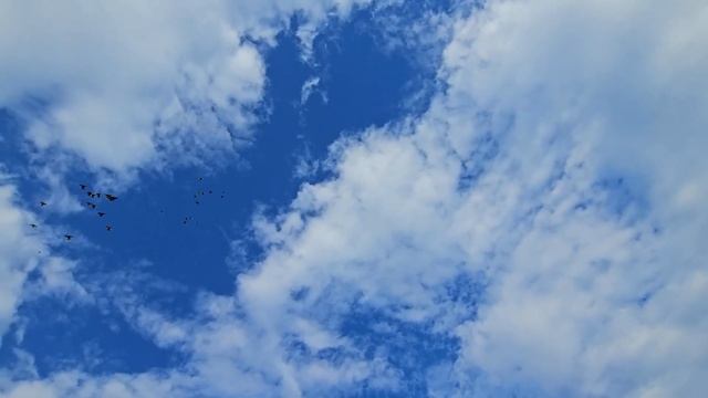 Голуби космонавты и йодинол смотреть онлайн