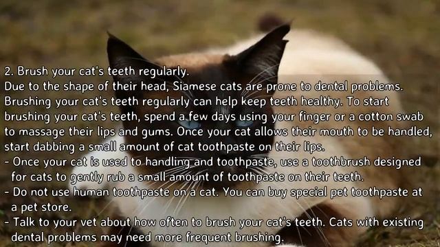 How to Care for a Siamese Cat - Providing Basic Care смотреть онлайн