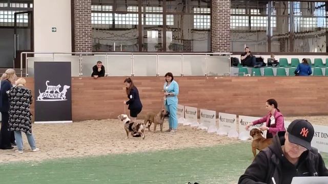 16 сентября 2023г "VIP DOG SHOW 2023" и "КУБОК СКОР 2023". Шухер, 1г4мес. Класс "Юниоры