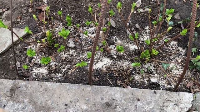 КРУПНОЛИСТНЫЕ ГОРТЕНЗИИ В ОТКРЫТОМ ГРУНТЕ И В ГОРШКАХ. КАК ПЕРЕЗИМОВАЛИ. Что делаю дальше . 29 03.24 смотреть онлайн