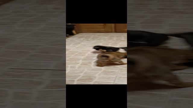 Щенки Гриффинов и брабансонов