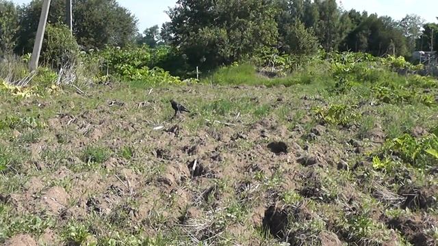 прогулки становятся серьёзнее смотреть онлайн