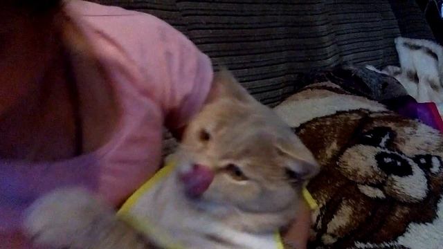 девочка кормит кота смотреть онлайн