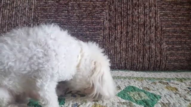 четвероногий гурман/ мальтезе /кристина&марчик смотреть онлайн
