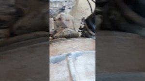 Про масляный насос старого камаза