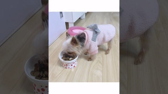 How To Protect Cat's Cervical Spine Raised Cat Bowl Feeder Elevated Ceramic Dog Bowls