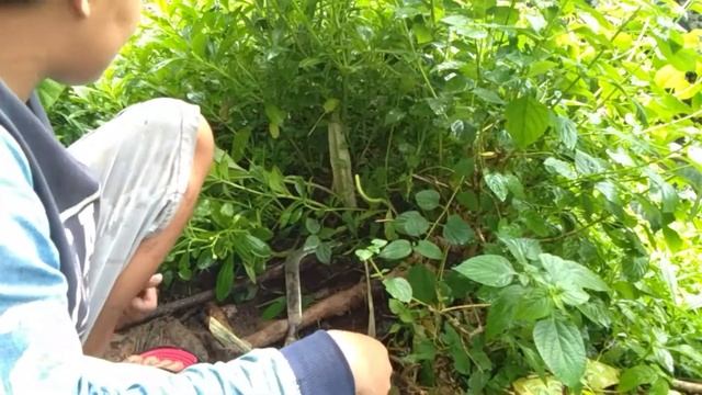 berburu bahan bonsai lantana yang bunganya berjenis 4 warna смотреть онлайн