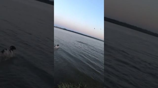 Подача с воды Бретоны и спрингер смотреть онлайн